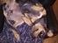 Catahoula leopard dog Basti