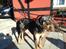 Catahoula leopard dog Basti