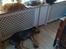 Catahoula leopard dog Basti