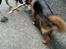 Catahoula leopard dog Basti