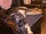 Catahoula leopard dog Basti