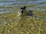 Catahoula leopard dog Basti