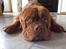 Dogue de bordeaux Aslan