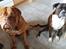 Dogue de bordeaux Aslan