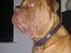 Dogue de bordeaux Aslan