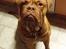 Dogue de bordeaux Aslan