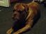 Dogue de bordeaux Aslan