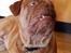 Dogue de bordeaux Aslan