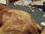 Dogue de bordeaux Aslan