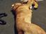 Dogue de bordeaux Aslan