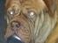 Dogue de bordeaux Aslan