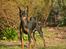 Dvaergpinscher Rødkildes Nyah