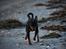 Dvaergpinscher Rødkildes Nyah