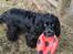 Cocker spaniel Pepsi
