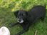 Blanding af racer Bella pigen R.I.P