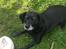 Blanding af racer Bella pigen R.I.P