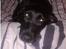 Blanding af racer Bella pigen R.I.P