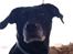 Blanding af racer Bella pigen R.I.P