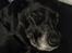 Blanding af racer Bella pigen R.I.P