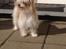 Blanding af racer Bella - 26-04-2016