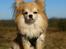 Chihuahua Caspar aka Rangeren