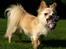 Chihuahua Micki aka Mimi