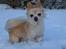 Chihuahua Micki aka Mimi