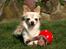Chihuahua Micki aka Mimi