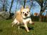 Chihuahua Micki aka Mimi