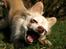 Chihuahua Micki aka Mimi