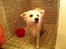 Japansk spids Inu Chibi's Force of Tropic Phi Phi