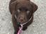 Labrador retriever Emma