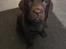 Labrador retriever Emma