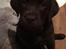 Labrador retriever Emma