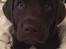 Labrador retriever Emma
