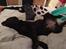 Labrador retriever Emma