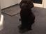Labrador retriever Emma