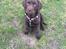 Labrador retriever Emma