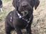 Labrador retriever Emma