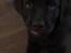 Labrador retriever Emma