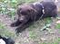 Labrador retriever Emma