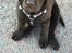 Labrador retriever Emma