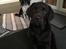 Labrador retriever Emma