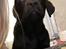 Labrador retriever Emma