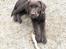 Labrador retriever Emma