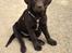 Labrador retriever Emma