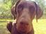Dobermann RD Attractive Anastacia