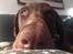 Dobermann RD Attractive Anastacia