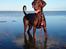 Dobermann RD Attractive Anastacia