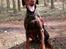 Dobermann RD Attractive Anastacia